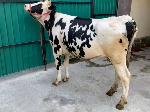 Sapi, Holstein breed