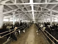 Sapi, Yaroslavl cattle — foto 5