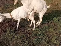 बकरा, Saanen goat — फ़ोटो 4