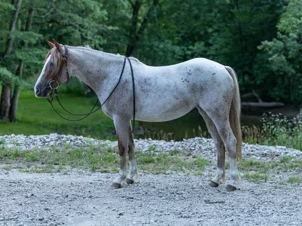 Jument, Quarter Horse