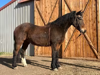 Hengst, Mustang — Foto 1