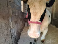 Bulle, Russian Black pied cattle — Foto 1