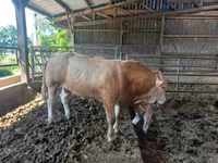 雄牛, Blonde d’Aquitane cattle — 写真 5