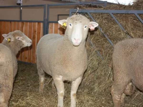 Carnero, Dorset horn sheep