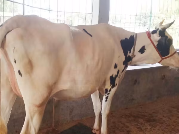 Vache, Race Holstein