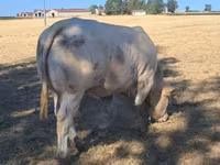 Banteng, Cast cow — foto 6