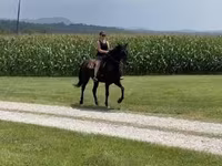 Stute, Przewalski's horse — Foto 2