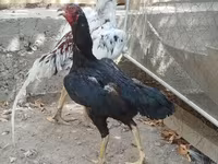 Chickens — الصورة 1