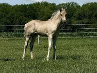 Kuda betina, Rocky Mountain Horse — foto 8