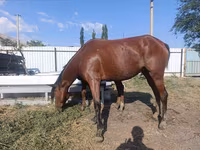 Jument, Thoroughbred horse — photo 6