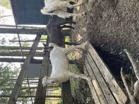 Ziegenbock, LaMancha goats — Foto 2
