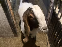Kambing jantan, Kamori goats — foto 2