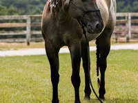 حصان, Quarter Horse — الصورة 8