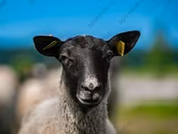 Domba jantan, Katum sheep — foto 7