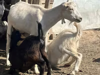 Kambing betina, LaMancha goats — foto 2