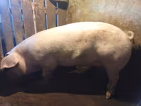 Babi betina, Ландрас — foto 3