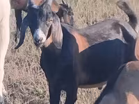 Kambing jantan, Nubian Goat — foto 1