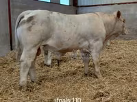 雄牛, Charolais cattle — 写真 2