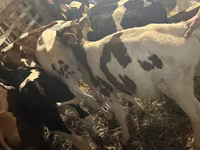 Banteng, Simmental cattle — foto 4