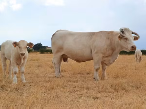 Charolais cattle