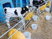 雄牛, Swiss cattle — 写真 3