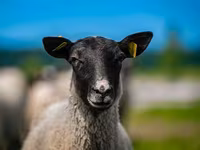 Ram, Romanov sheep — photo 1