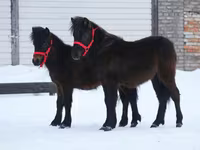 Cheval, American shetland pony — photo 7