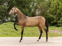 घोड़ी, Akhal-Teke — फ़ोटो 2