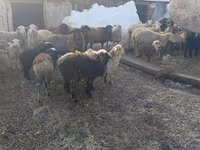 Sheep, Romanov sheep — photo 2
