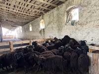 Domba betina, Katum sheep — foto 4