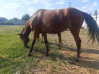 Jument, Thoroughbred horse — photo 7