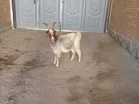 Kambing betina, Alpine goat — foto 3