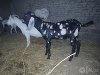 Kambing jantan, Beetal goats — foto 5