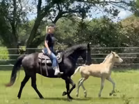 Kuda betina, Rocky Mountain Horse — foto 4