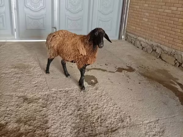 Domba jantan, Sheep