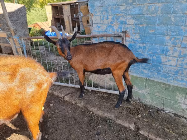 母山羊, Alpine goat