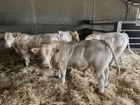 सांड, Charolais cattle — फ़ोटो 2