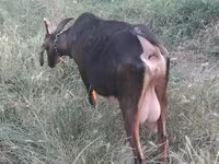 Kambing betina, Nubian Goat — foto 3