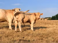 雄牛, Charolais cattle — 写真 1