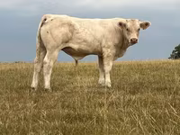 Banteng, Cast cow — foto 3