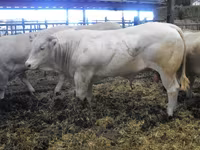 Banteng, Blonde d’Aquitane cattle — foto 6