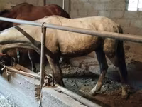 Cheval, Horse breed — photo 5