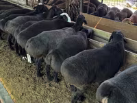 Ram, Sheep — photo 5