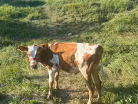 Vaca, Ayrshire — foto 3