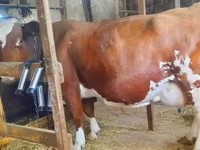 Vaca, Ganado vacuno — foto 6