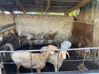 Sheep, Rhon sheep — photo 2