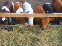 Vaca, Ayrshire — foto 5