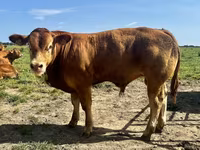 Bull, Limousin cow — photo 1