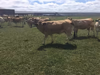 Sapi, Partenaise cattle — foto 2