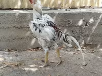 Chickens — الصورة 2